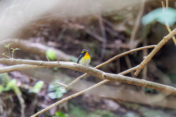 渓流で水浴びをする可愛いキビタキ（ヒタキ科）。

日本国神奈川県相模原市、早戸川林道にて。
2024年4月撮影。

A lovely Narcissus Flycatcher, (Ficedula narcissina, family Cyanopterygidae) bathing in a mountain stream.

At Hayatogawa forest road, Sagamih