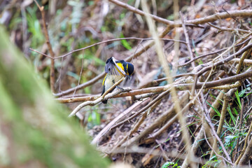 渓流で水浴びをする可愛いキビタキ（ヒタキ科）。

日本国神奈川県相模原市、早戸川林道にて。
2024年4月撮影。

A lovely Narcissus Flycatcher, (Ficedula narcissina, family Cyanopterygidae) bathing in a mountain stream.

At Hayatogawa forest road, Sagamih