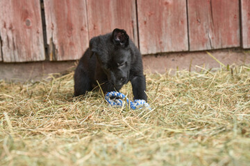 Naklejka premium Beautiful German Shepherd puppies playing in their run on a sunny spring afternoon in Skaraborg Sweden