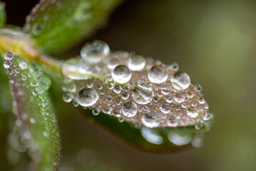 spring plants covered with dew drops, spring flowers, morning dew