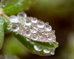 spring plants covered with dew drops, spring flowers, morning dew