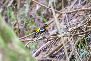 渓流で水浴びをする可愛いキビタキ（ヒタキ科）。

日本国神奈川県相模原市、早戸川林道にて。
2024年4月撮影。

A lovely Narcissus Flycatcher, (Ficedula narcissina, family Cyanopterygidae) bathing in a mountain stream.

At Hayatogawa forest road, Sagamih