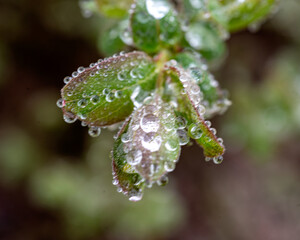 spring plants covered with dew drops, spring flowers, morning dew