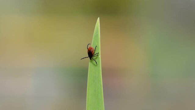 Giant and dangerous parasite tick aka Ixodes ricinus is walking on the grass straw. 