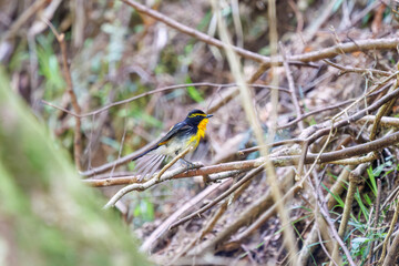渓流で水浴びをする可愛いキビタキ（ヒタキ科）。

日本国神奈川県相模原市、早戸川林道にて。
2024年4月撮影。

A lovely Narcissus Flycatcher, (Ficedula narcissina, family Cyanopterygidae) bathing in a mountain stream.

At Hayatogawa forest road, Sagamih