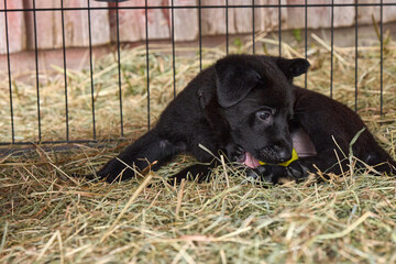 Beautiful German Shepherd puppies playing in their run on a sunny spring afternoon in Skaraborg Sweden