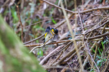 渓流で水浴びをする可愛いキビタキ（ヒタキ科）。

日本国神奈川県相模原市、早戸川林道にて。
2024年4月撮影。

A lovely Narcissus Flycatcher, (Ficedula narcissina, family Cyanopterygidae) bathing in a mountain stream.

At Hayatogawa forest road, Sagamih