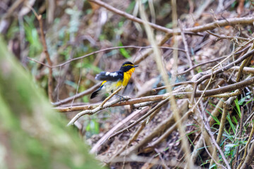 渓流で水浴びをする可愛いキビタキ（ヒタキ科）。

日本国神奈川県相模原市、早戸川林道にて。
2024年4月撮影。

A lovely Narcissus Flycatcher, (Ficedula narcissina, family Cyanopterygidae) bathing in a mountain stream.

At Hayatogawa forest road, Sagamih