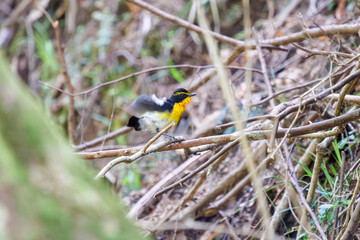 渓流で水浴びをする可愛いキビタキ（ヒタキ科）。

日本国神奈川県相模原市、早戸川林道にて。
2024年4月撮影。

A lovely Narcissus Flycatcher, (Ficedula narcissina, family Cyanopterygidae) bathing in a mountain stream.

At Hayatogawa forest road, Sagamih