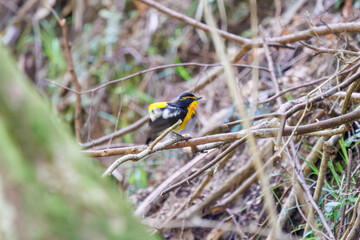 渓流で水浴びをする可愛いキビタキ（ヒタキ科）。

日本国神奈川県相模原市、早戸川林道にて。
2024年4月撮影。

A lovely Narcissus Flycatcher, (Ficedula narcissina, family Cyanopterygidae) bathing in a mountain stream.

At Hayatogawa forest road, Sagamih