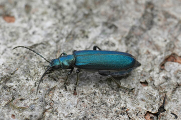 Closeup on a metallic bluish green European Flase blister beetle, Ischnomera cyanea sitting on wood