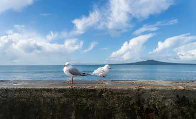 Seagulls on the seawall. White candy clouds over Rangitoto Island.  Takapuna Beach. Auckland. - 790666042