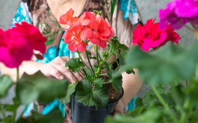 watering pelargonium-geranium flowers in a pot at home Floral decor. Spring flora. Caring for...