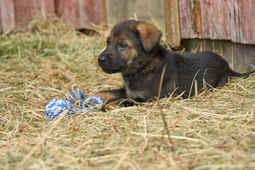 Beautiful German Shepherd puppies playing in their run on a sunny spring afternoon in Skaraborg Sweden