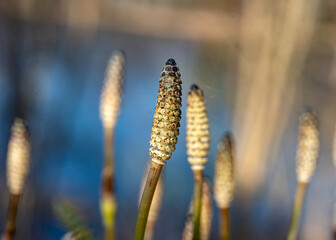 macro photography, flower fragment close-up, spring flower company