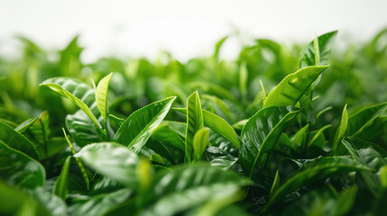 The tops of green tea leaves are picked and piled together. 