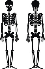 skeleton full-length, stencil