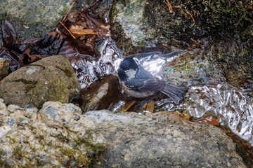 渓流で水浴びする可愛いヒガラ（シジュウカラ科）。

日本国神奈川県相模原市、早戸川林道にて。
2024年4月撮影。

Lovely Coal tit (Periparus ater Linnaeus, family comprising tits) bathing in a mountain stream.

At Hayatogawa forest road, Sagamihara, Kanag