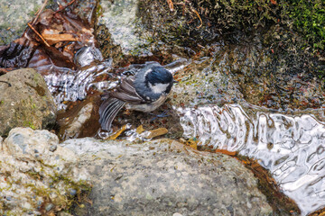 渓流で水浴びする可愛いヒガラ（シジュウカラ科）。

日本国神奈川県相模原市、早戸川林道にて。
2024年4月撮影。

Lovely Coal tit (Periparus ater Linnaeus, family comprising tits) bathing in a mountain stream.

At Hayatogawa forest road, Sagamihara, Kanag
