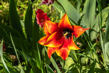 Fototapeta premium Spring flowers and plants in a botanic garden