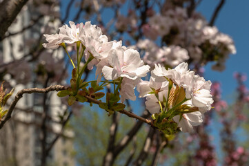 Spring flowers and plants in a botanic garden
