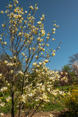 Spring flowers and plants in a botanic garden