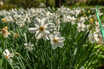 Spring flowers and plants in a botanic garden