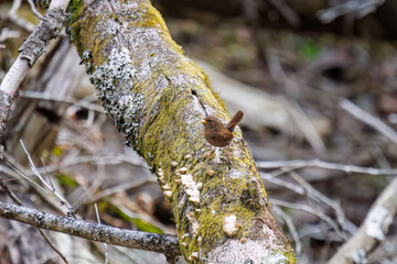 小さい体で大きな声で必死にさえずる可愛いミソサザイ（ミソサザイ科）。

日本国神奈川県相模原市、早戸川林道にて。
2024年4月撮影。

Lovely little Eurasian Wren (Troglodytes troglodytes, family Myctophidae) are small and frantically chirping in a loud voice.

At H