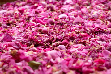 Farm rose picking, sun drying, and processing