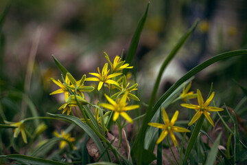 Yellow flowers that have come out of the ground waiting for spring