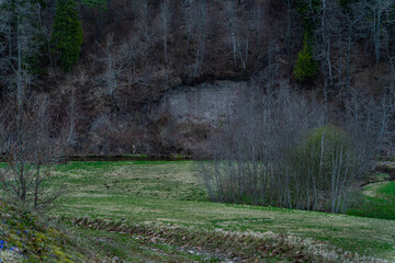 the forest in the morning