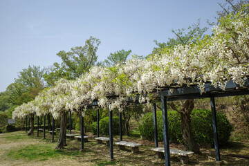 兵庫県宝塚市の中山寺の藤棚が満開。白い藤の花が特徴