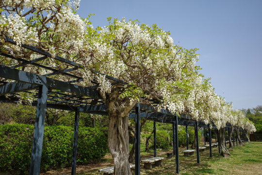 兵庫県宝塚市の中山寺の藤棚が満開。白い藤の花が特徴