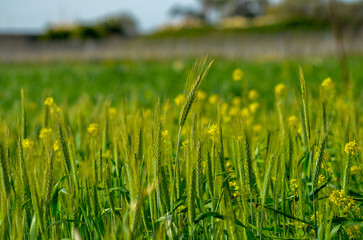 The green ear of wheat in the feild 