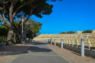 Obraz premium Trees on the street