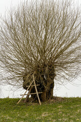 Rural landscape with an abandoned coffin frame leaning against an old willow trunk from which young branches have sprouted