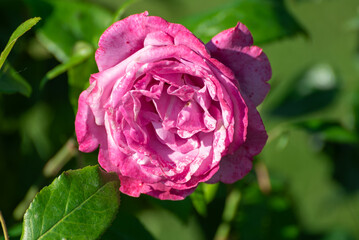 庭に咲く紫の薔薇