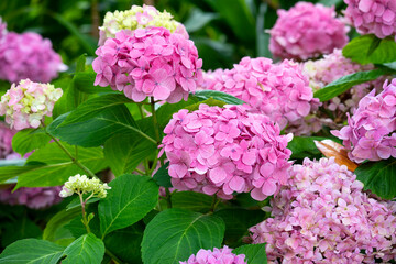 Obraz premium Hortensia (hydrangea) shrub with pink flowers