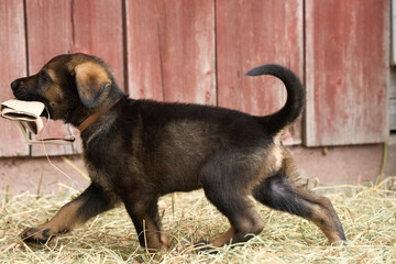 Beautiful German Shepherd puppies playing in their run on a sunny spring afternoon in Skaraborg...