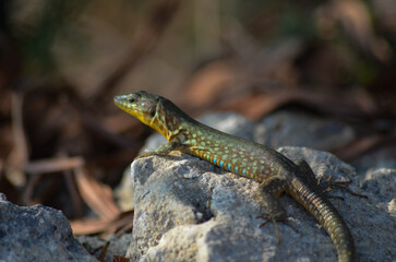 A wild lizard bathes in sunlight, epitomizing serene relaxation in its natural realm. A captivating...