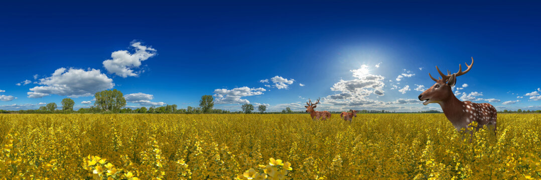 stag and doe deers in a agricultural rapeseed field under a blue summer sky 360° 14k