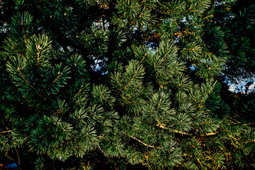 Green saturated spruce branches with needles with shadows background