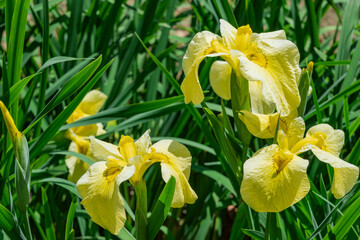 晴れ間の花菖蒲