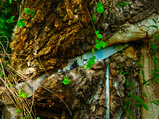 green moss on the rock