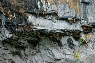 Rocky cliff in the forest with hanging bee hives, close-up