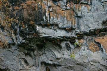 Rocky cliff in the forest with hanging bee hives, close-up