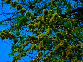 leaves against blue sky