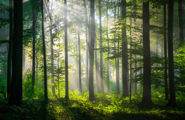 Naklejka premium Sunny morning in the forest