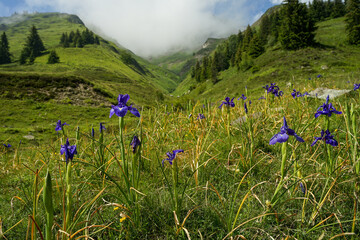 French Pyrenees landscape with purple flowers on meadow and mountains, popular hiking destination,...