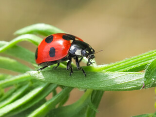 ナナホシテントウ